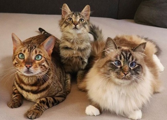 散歩中の猫の後をついてきた野良の子猫 飼い主を探すために保護するも すべては猫のシナリオ通り デンマーク ２ch トピックス 速報まとめたよ