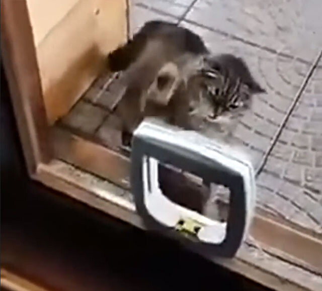 なんじゃこりゃ はじめての猫用ドアにブチ切れる猫 ２ch トピックス 速報まとめたよ