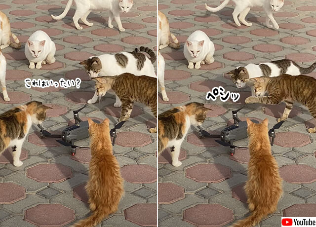 ドローンが猫集団に囲まれた 猫のこうげき ２ch トピックス 速報まとめたよ